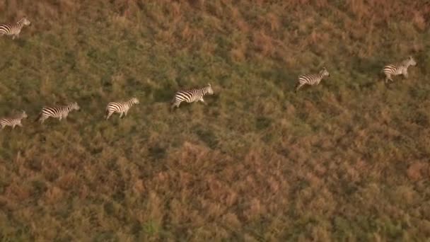 Antenne Close Vliegen Boven Grote Kudde Zebra Galopperen Grasland Savannelandschap — Stockvideo