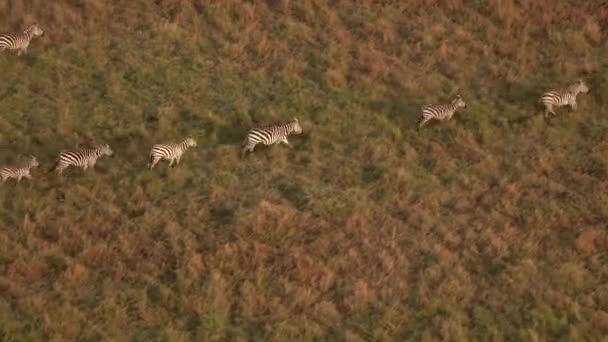 Antenn Närbild Flygande Ovanför Stora Flock Zebror Galopperar Över Savann — Stockvideo