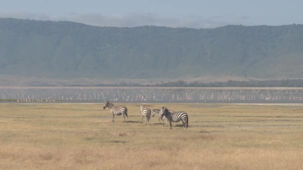 Aerial Close Zebras Feeding Grass Big Plains African Savannah Grassland — Stock Video