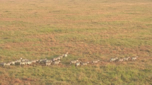在斑马家族上空飞行 通过萨凡纳草原景观的婴儿 野生斑马在神奇的金色日出在著名的塞伦盖里平原上横跨广袤的草地田野奔跑 — 图库视频影像