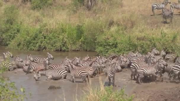 Close Schattig Wild Zebra Harem Drinken Uit Grote Modder Waterhole — Stockvideo