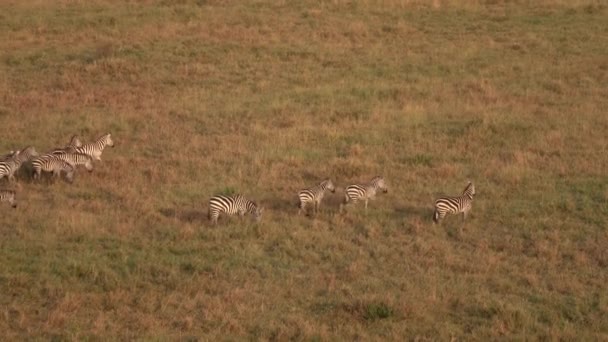 Aerial Close Group Wild Zebras Baby Zebra Running Vast Short — Stock Video