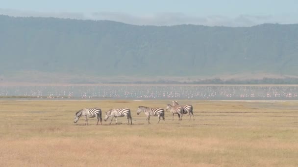 空中特写 斑马喂草在非洲大草原草原的大平原附近多彩的生动的火烈鸟游泳在马加迪湖和飞行在荒野之上 恩戈罗恩戈罗火山口 坦桑尼亚 — 图库视频影像