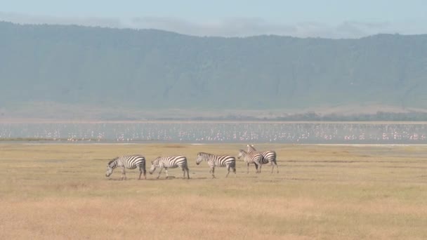 Vicino Aereo Zebre Che Nutrono Erba Grandi Pianure Savana Africana — Video Stock