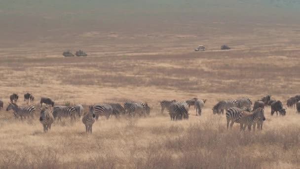 在美丽的恩戈罗恩戈罗保护区的广袤干旱的大草原草原上 成群的斑马和羚羊在荒野中觅食 旅游狩猎的吉普赛驾驶游客的背景 — 图库视频影像
