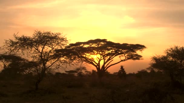戏剧性的金色灯光落日在郁郁葱葱的大草原相思林地的风景 在令人叹为观止的非洲 在原始的塞伦盖蒂国家公园荒野中 映衬着火红和阳光的金色天空 — 图库视频影像