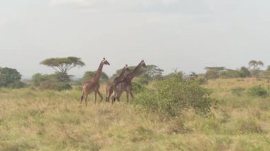 Anteni, Close Up: açık yemyeşil savannah otlak woodland içinde ayakta, mesafe içine bakarak sevimli zürafa ailesi. Akasya ve ateş güneşlenme ağaçlar ile büyümüş güzel Afrika manzara