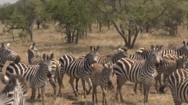 Yakın çekim, havadan: güzel güneşli günde geniş kurak Afrika savana otlak woodland Serengeti Milli Parkı içinde ateş ağaçlarının altında gruplandırma ovaları Zebras büyük aile etrafında uçan