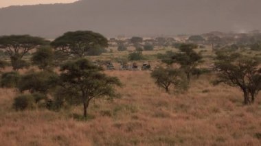 Anteni: Safari üzerinde tüm arazi cip yemyeşil savannah otlak woodland durdurma sürücü oyun. Güzel gözlem turist avuç içi, Kuru uzun otların ve şaşırtıcı akasya ağaçları içinde ekilmemiş boş arazi yeşil şafakta