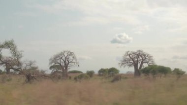 Yakın: Tarangire Milli Parkı Kuru sezonunda çarpıcı sevk güçlü baobab ve yemyeşil yeşil akasya ağaçları inanılmaz otlak ile ilgilenen oyun. Safari seferi çarpıcı tropikal Savannah