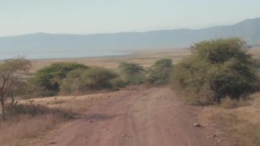 Hava yakın: kurak tozlu dik Road Ngorongoro koruma alanı çarpıcı içine inen büyüyen büyümüş yemyeşil bushland savannah bitki örtüsü yukarıda uçan. Krater katta otlatılması hayvanlar