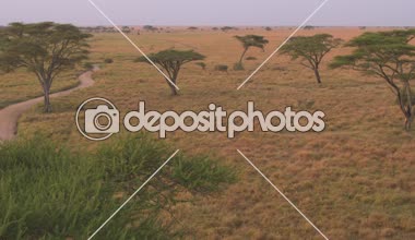 Anteni, Close Up: yemyeşil dikenli akasya ağaçları sonsuz kısa otların savannah otlak manzara Serengeti Milli Parkı içinde dağılmış. Görkemli ağaç şafağın Altın ışık, açık alanda gelişen