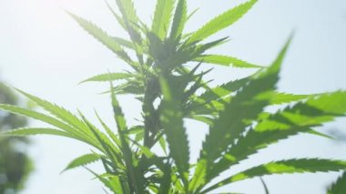 Ağır çekim, kadar yakın, Dof, düşük açı: Yeşil kenevir SAP, buhar, yaprak ve çiçek tomurcukları çok güzel ipuçları kannabinoidlerin kristalleri ile. Güneş ışığında büyüyen Sativa büyük bud çiçekli şekillendirme