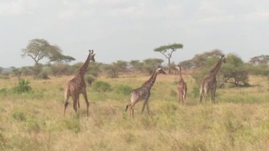 Hava, yakın: Sevimli zürafa aile geniş savannah otlak arasında yürüyüş, durdurma yakınındaki küçük brook ekosisteminin bitki örtüsü ile büyümüş ve yaz günü güneşli çarpıcı üzerinde mesafe içine bakan