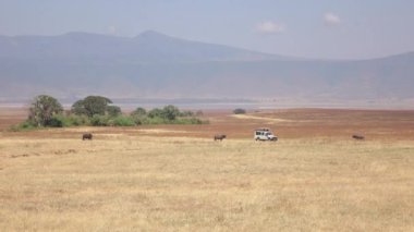 Yakın: Safari jeep savannah düz alan muhteşem buffalos Ngorongoro koruma yedekte kurak otlakta otlatılması yakınındaki durdurma turistik oyun sürücü üzerinde. Sıcak hava serap etkisi neden olur.