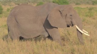 Yaşlı dişi fil lideri vahşi doğada geziniyor, sıcak Afrika bozkırlarında çimlerde otlanıyor. Serengeti düzlüklerinde yürüyen ve otlayan muhteşem anne fil profili