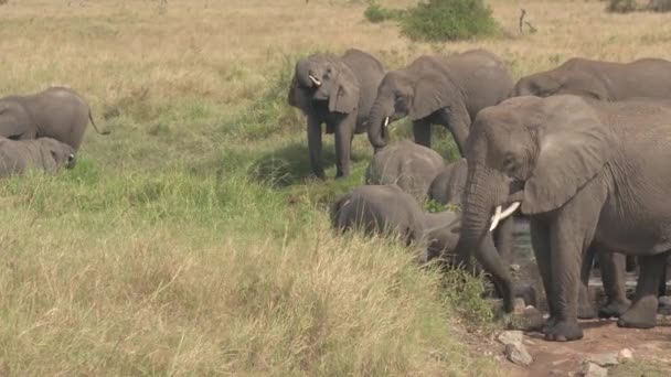 美しい子孫長いトランクを使用して小川から飲んでのどが渇いて象の大きなグループをクローズ アップ 空腹象の壮大な日当たりの良いタンザニア アフリカの水たまりに立って草を食べ — ストック動画