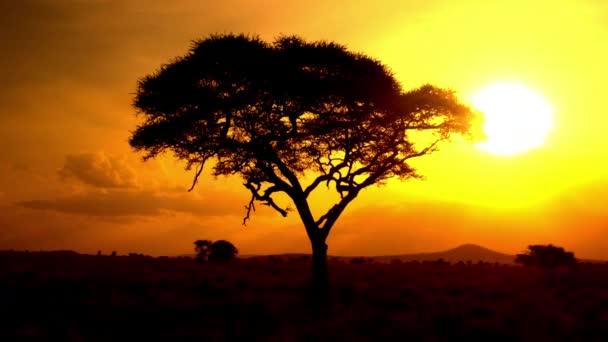 Luchtfoto Close Afstand Van Prachtige Acacia Boom Luifel Dramatische Gouden — Stockvideo