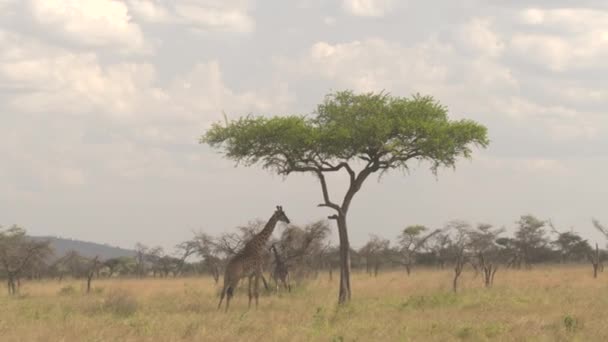 Aerial Close Flying Adorable Safari Giraffa Standing Acacia Tree Canopy — стоковое видео