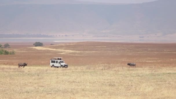 ンゴロンゴロ自然保護区での乾燥した草地に放牧壮大な水牛の近くサバンナ平原で停止観光ゲーム ドライブにクローズ アップのサファリのジープ 熱い空気が蜃気楼の効果 — ストック動画