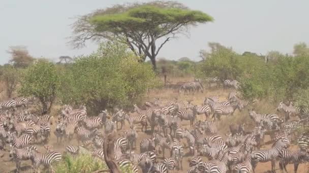 Luftaufnahme Überfliegen Einer Riesigen Herde Wilder Zebras Und Niedlicher Nachkommen — Stockvideo