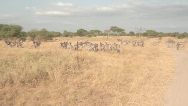 Fechar Safari Jogo Privado Dirigir Passado Rebanho Zebras Bonitos Pastando — Vídeo de Stock