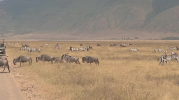 牛羚在恩戈罗恩戈罗保护区辽阔的草原上穿过土路 斑马放牧 游客站在 Safari 游戏驱动吉普车观光惊险非洲大草原 — 图库视频影像
