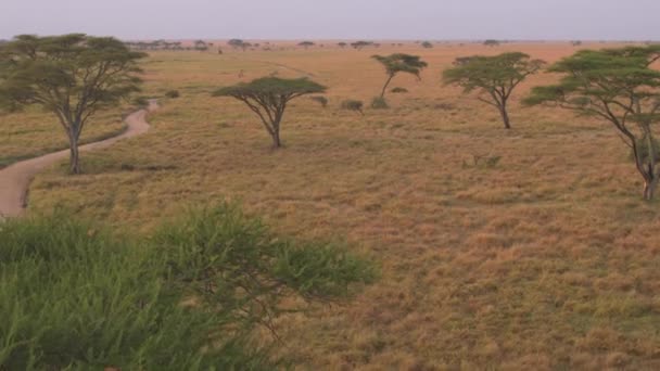 Aerial Close Lush Prickly Acacacia Trees Scattered Endless Short Grass — стоковое видео