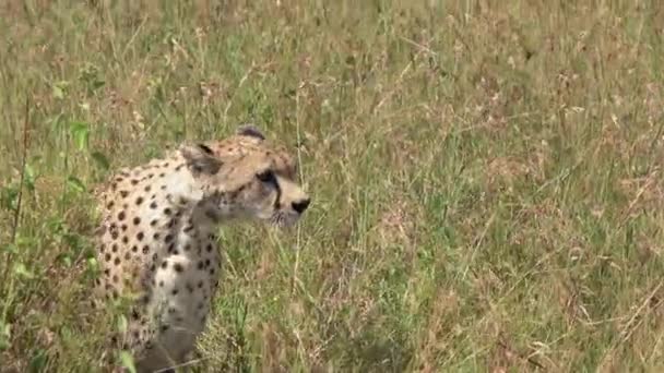 Nahaufnahme Betäubende Geparden Die Sich Hohen Gras Verstecken Hinterhalt Versteckt — Stockvideo