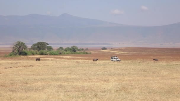 Närbild Safari Jeep Turistiska Spel Enhet Stoppa Savannah Vanligt Fält — Stockvideo