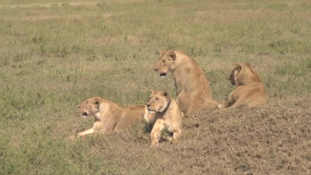 Cerrar Grupo Leones Adultos Jóvenes Poderosos Que Yacen Campo Pastizales — Vídeo de stock