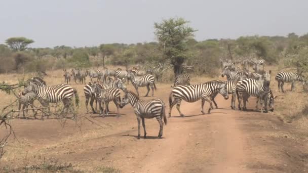 Close Aerial Flying Numerous Herds Wild Zebras Grouping Safari Trail — Stock Video