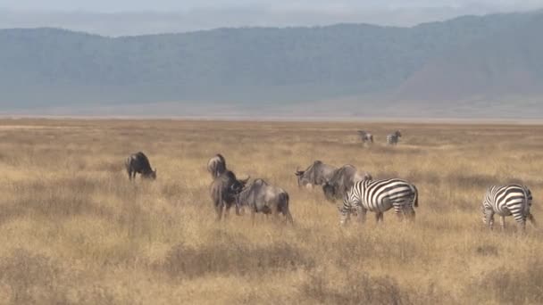 Fechar Aerial Voando Acima Numerosos Rebanhos Magníficos Gnus Zebras Selvagens — Vídeo de Stock