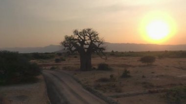 Hava yakın: kurak Afrika savana güzel Tarangire Milli Parkı'nda düzlükleri üzerinde çarpıcı büyük eski baobab ağacının etrafında uçan. Altın gün batımında arka planda dağlar ile pitoresk manzara