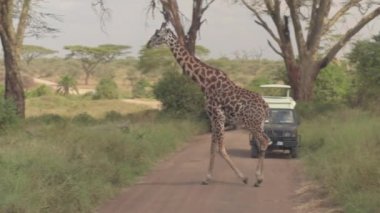 Yakın: Tozlu yolda muhteşem zürafa onların yolu geçiş durdurma oyun sürücüsünde Safari cip. Afrika savana woodland güzel sahne içinde huzurlu vahşi hayvan izlerken heyecanlı turist