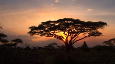 Savannah akasya orman sahne dramatik Altın ışık günbatımı. Şenlik ateşi-kırmızı ve sunflame-altın gökyüzü tertemiz Serengeti Milli Parkı vahşi nefes kesen Afrika'da karşı kontrast ağaçlar