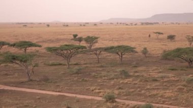 Hava: muhteşem akasya ağaçları uçan sonsuz kısa otların savannah Serengeti Milli Parkı ile vahşi alana dağılmış. Şirin ceylan vahşi hayat şafağın Altın ışık, çalıştırmak için