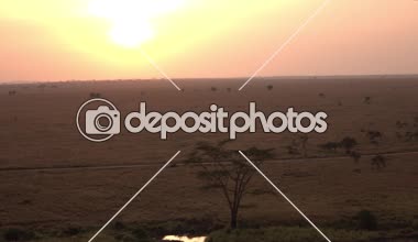Hava: gür akasya ağacı üzerinde küçük brook ve tozlu safari patikadan sonsuz Serengeti ovaları ile dramatik Altın ışık şafakta çalışan geniş açık shortgrass savana tarlada büyüyen yukarıda uçan