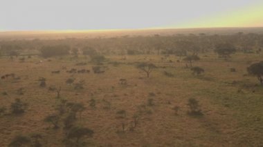 Hava: kısa çim sahası dağınık akasya ağaçları ile noktalı sonsuz savana yukarıda uçan. Fil aile turistler safari jeep sürüş ve gözlem hayvanlardan oyun sırasında altın günbatımında Toplantı