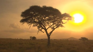 Anteni, Close Up: güzel uzun boylu akasya ağacı gölgelik gün batımında Afrika savana otlak ormanlık bozulmamış vahşi çarpıcı dramatik Altın ışık mesafe. Güneş ayarı treetop arkasında