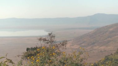 Anteni: Nefes kesen manzarası büyüleyici Tuz Gölü Magadi'ye orta ile volkanik caldera RIM Ngorongoro koruma. Volkan krater dik duvarda büyüyen çarpıcı dağ orman