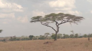 Yakın: kurak mevsim savannah düz ve açık akasya orman sahne içinde bozulmamış Afrika ekilmemiş boş arazi Serengeti Ulusal Parkı'nda çarpıcı. Bushveld ormanda hayvan otlatma tarafından yalanlarım ölü ağaçlar