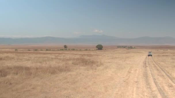 坦桑尼亚恩戈罗恩戈罗 2016年6月10日 旅游狩猎吉普车游戏驾驶通过广阔的干旱的热带草原草原在美丽的恩戈罗恩戈罗火山火山口 火山口地板上令人惊叹的非洲环境 — 图库视频影像