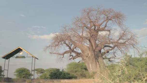 Low Angle View Close Beautiful Mighty Baobab Tree Growing Tarangire — Stock Video