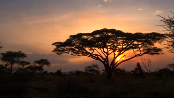Gouden Licht Zonsondergang Weelderige Savannah Acacia Bosrijke Landschap Silhouet Bomen — Stockvideo