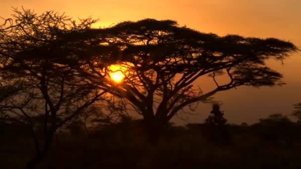 Fermer Superbe Verrière Acacia Épineux Silhouetté Contre Soleil Couchant Doré — Video