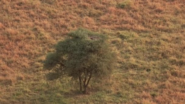 迷人的非洲秘书鸟在大巢在大巢在棘手的相思树冠在塞伦盖蒂金色日出 野鸟坐在孵化的蛋孵化 — 图库视频影像