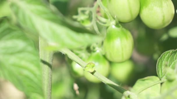 Close Dof Jonge Groene Inlandse Tomatenplant Groeit Topconditie Tuinbouw Kas — Stockvideo