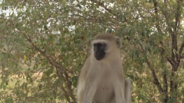 Close Schattige Kleine Afrikaanse Vervet Aap Zittend Trapleuning Observeren Van — Stockvideo