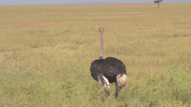 Close Lonely African Masai Ostrich Standing Savannah Open Field Staring — Stock Video